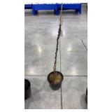 Wisteria, amethyst falls