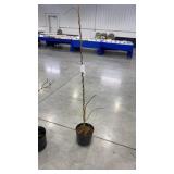 Wisteria, amethyst falls