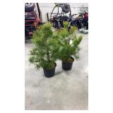 (2) Eastern white pine