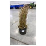 Miscanthus