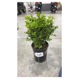 Green Velvet Boxwood