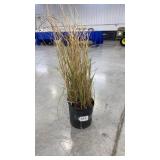 Miscanthus