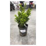 Green Velvet Boxwood