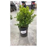Green Velvet Boxwood