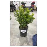 Green Velvet Boxwood