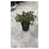 Azalea Renee Michelle