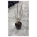 Lady Stanley hibiscus syriacus