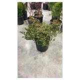 Azalea Renee Michelle