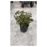 Azalea Renee Michelle