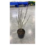 Hibiscus syriacus Ardenï¿½s