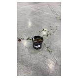 Triple Crown Blackberry