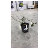 Triple Crown Blackberry