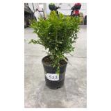 Green Velvet Boxwood