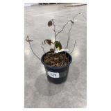 Triple Crown Blackberry