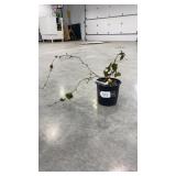 Triple Crown Blackberry