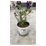 Butterfly Bush, Pinker Pugster