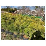 INFO LOT ON NURSERY STOCK (PLANTS, TREES, ETC)