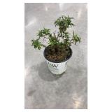 Butterfly bush pink pugster