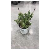 Butterfly Bush, Pinker Pugster