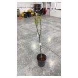 kieffer pear dwarf tree