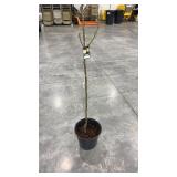 kieffer pear dwarf tree