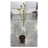 Kieffer pear dwarf tree