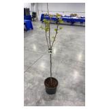 kieffer pear dwarf tree
