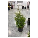 Green giant arborvitae 4-5