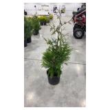 Green giant arborvitae