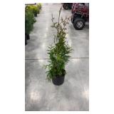 Green giant arborvitae