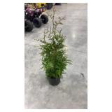 Green giant arborvitae