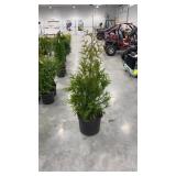 Green giant arborvitae 4-5