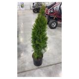 Emerald green arborvitae