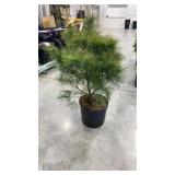 White pine