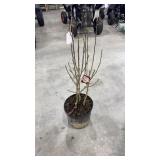 Lady Stanley hibiscus syriacus