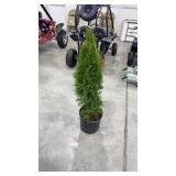 Emerald green arborvitae