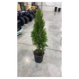Emerald green arborvitae