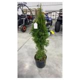 Emerald green arborvitae