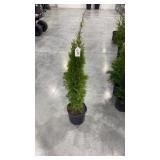 Emerald green arborvitae