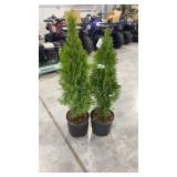 Emerald green arborvitae (2)