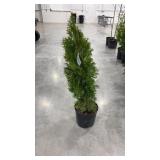 Emerald green arborvitae
