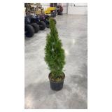 Emerald green arborvitae