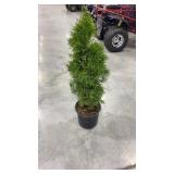 Emerald green arborvitae