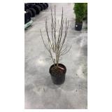 Lady Stanley hibiscus syriacus