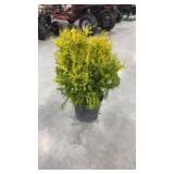 Vintage Gold Cypress