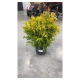 Vintage Gold Cypress