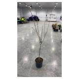 Kwanzan flowering cherry