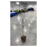 Kwanzan flowering cherry