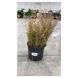 Miscanthus