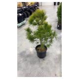 Eastern white pine